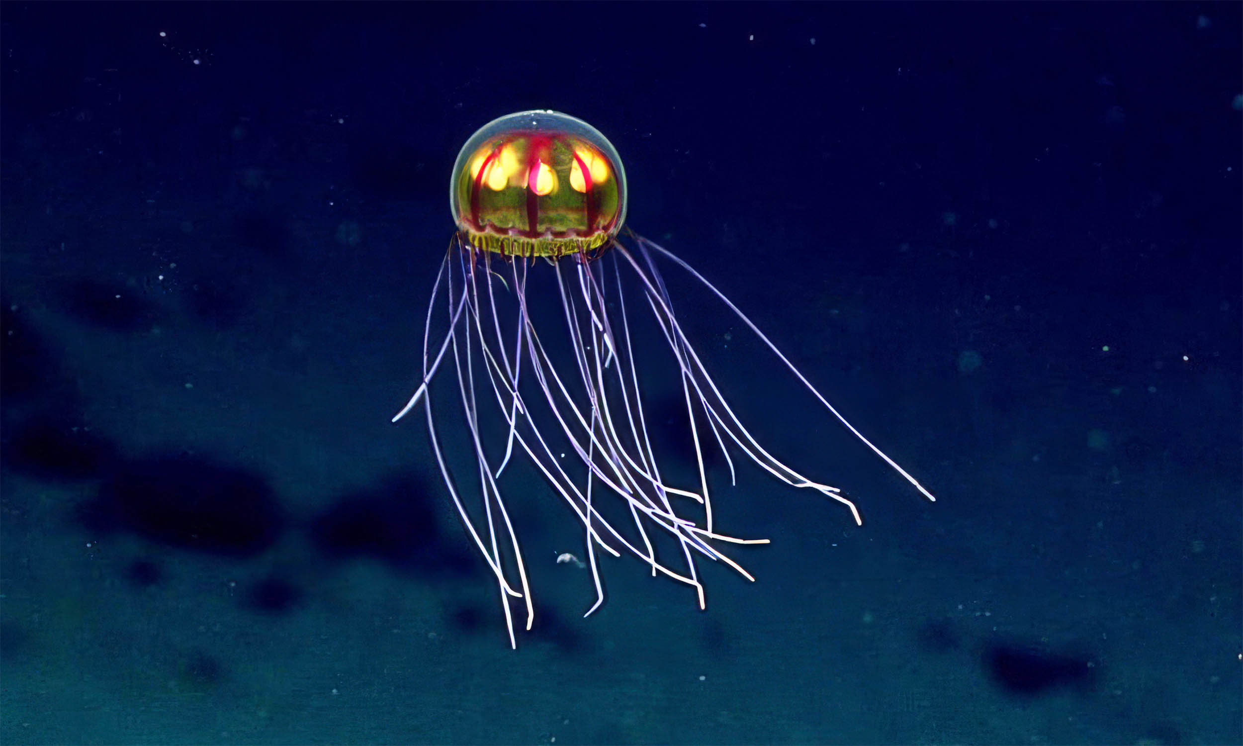 Thousands of Unknown Microbes Found in Deepest Ocean Trench