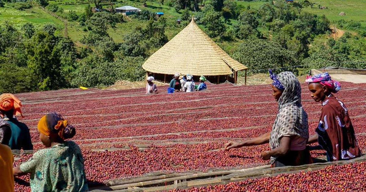 Coffee Corruption Study Exposes Regional Failings and Foreign Pressure